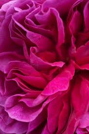 Rosa Young Lycidas English Shrub Bill Pusztai Pink Aesthetic Pink Vibes Pink Wallpaper