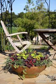 terra nova nurseries container container gardening plant breeding container plants