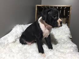 Boxer Puppies For Sale Virginia Beach Va 272753