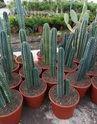 The san pedro cactus has spines and beautiful flowers. Trichocereus Pachanoi San Pedro Cactus Thepalmtreecompany San Pedro Cacti Cactus Cactus Plants