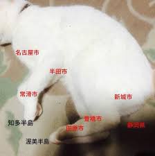 大体みゃーみゃー言ってる地域 着ぐるみへのボケ 65850575 ボケて bokete 猫 着ぐるみ ねこ 猫