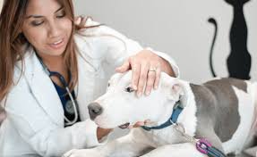 Move your pet safely worldwide with pet transport pro. Pet Shipping Services Archives Continental Pet Relocation