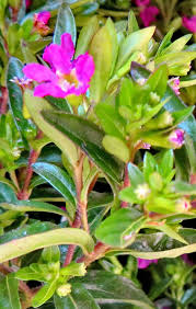 Image result for Cuphea hyssopifolia