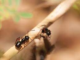 Borax damages the digestive systems and outer skeletons of. This Is What It Means If You See Ants In Your House The Times Of India