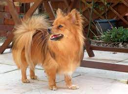 Find local pomeranian puppies for sale and dogs for adoption near you. Paperanian Papillon Pomeranian Mix Puppies Info Care Pictures Pomeranian Mix Puppies Dog Breeds Pictures Puppies