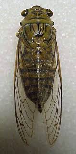 Quesada is a genus of cicadas from south and north america. Giant Cicada Quesada Gigas Bugguide Net