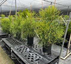 Image result for Euphorbia tholicola