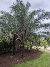 Image result for Syagrus