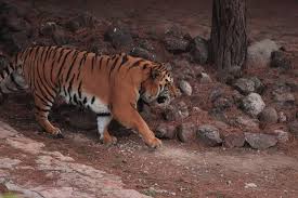 Gaziantep hayvanat bahçesi'nde pek çok farklı türden yüzlerce hayvan yaşamaktadır. Gaziantep Hayvanat Bahcesi Sizi Safariye Davet Ediyor Biletbayi Blog