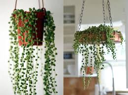 Le piante grasse pendenti con fiori sono perfette per decorare sia gli interni che gli esterni. Indoor Gardening For Self Care Lovethesign