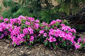 The flowers persist through winter to complement the shrub's exfoliating bark. Great Plants For Shade Gardens Hgtv