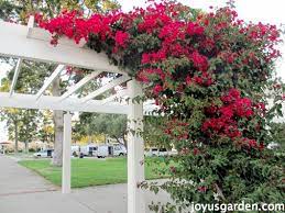 Arched trellis panels and arched trellis fence toppers help to create softer, more pleasing lines for your garden boundary. Bougainvillea So Much More Than Just A Vine