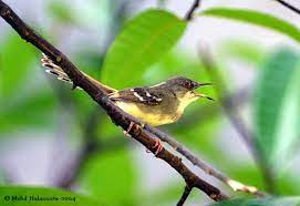 Beda cerita lagi jika ciblek tersebut masih anakan akan cukup susah dalam membedakannya. Ciri Ciri Jantan Betina Burung Ciblek Kebun Dan Ciblek Gunung Om Kicau