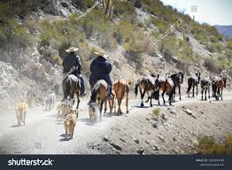 Animales de Chile, naturaleza y animales Foto de stock 2222463345