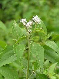 Image result for Chromolaena