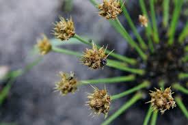 Image result for Bulbostylis contexta