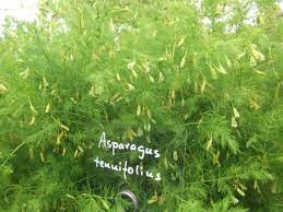 Asparagus Tenuifolius Perennials Plants Plant List