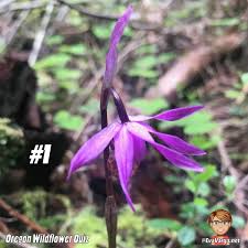 Check spelling or type a new query. Oregon Nature Quiz 4 Wildflowers Edition Eva Varga