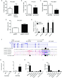 A smooth muscle is quite important to the human body. Tcf21 Regulates Basic Cellular Functions In Vascular Smooth Muscle Download Scientific Diagram