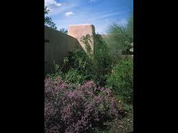 Image result for Indigofera pulchra