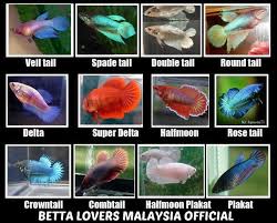 Ikan gabus di dunia ikan hias tidak kalah dengan ikan hias lainnya. Sejarah Ikan Laga Plakat Yang Johor Betta Lovers Ii Facebook