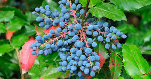 Image result for Psychotria mahonii