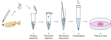 However, depending on the tissue they have been isolated from, they can be grown only for limited generations even in the best. Preparation Of A High Quality Primary Cell Culture From Fish Pituitaries Protocol