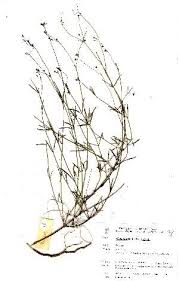 Image result for Oldenlandia geophila