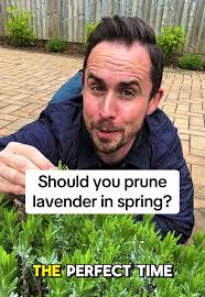 Pruning Lavender in Spring: A Guide for Healthier Plants