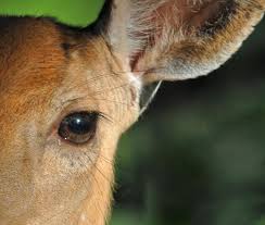 In most regions, however, this activity is regulated to protect the species from becoming extinct. Penn State Deer Forest Study