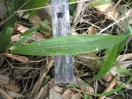 Image result for Setaria barbata