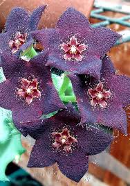 Image result for Orbea melanantha