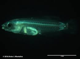 As one might infer, the cleaner wrasse earns its name from their mutualistic relationship with other fish. Successful Aquaculture Of The Hawaiian Cleaner Wrasse Labroides Phthirophagus Rising Tide Conservation