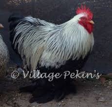 Silver Partridge Pekin Roo Bantam Chickens Chickens Partridge