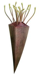 Image result for Costularia