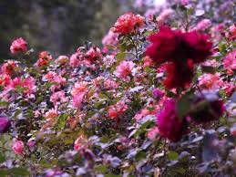 Flowering trees climbing roses rose trees pink trees flower garden weeping trees trees to. Why Some New Roses Are Slow To Start And What To Do About It Finegardening