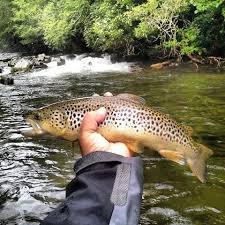Pin On Trout Fishing
