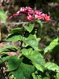 Image result for Clerodendrum fuscum