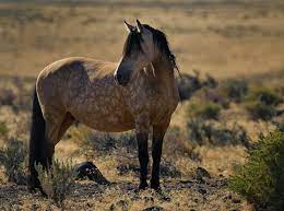 He is athletic and completes all obstacles. Dapple Buckskin Mustang Horses Wild Horses Beautiful Horses