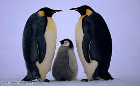 It lives in the freezing antarctica. Hottest Kid Games The Size And Weight Of A Penguin