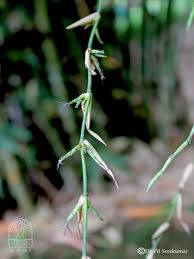 Image result for Oxytenanthera abyssinica