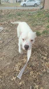 Do you know this dog in Lincoln Nebraska?
