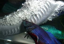 Betta Basement Bettas