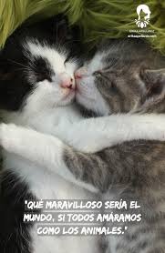 78 imágenes bonitas de gatitos tiernos y divertidos para download imágenes de a. Definitivamente Fotos De Gatitos Tiernos Animales Frases Mascotas Bonitas