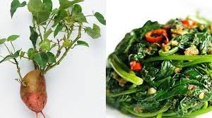 Tenang, bila dibawah ambang batas ekonomi in syaa allah ini tidak. 8 Manfaat Konsumsi Daun Ubi Jalar Bagi Kesehatan Penghilang Rasa Sakit Hingga Kesehatan Jantung Tribun Kaltim