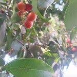 Image result for Lepisanthes senegalensis