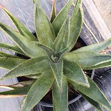 Image result for Aloe aculeata × excelsa