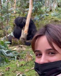 Camila Cabello recently in Rwanda, Africa, hiking through the rainforest of  the Volcano National Park (Rwanda) where the Silverback Gorillas are.  —Video is from her instagram— —Twitter & instagram ...