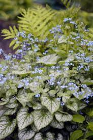 And when not in bloom, the i think one would have to sacrifice bloom and vigor in a full shade area so i hesitate to use them on the. Perennial Flowers For Shade Gardens Flowers Perennials Shade Perennials Shade Flowers