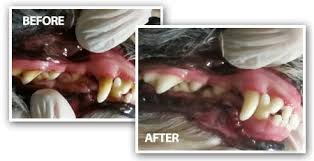 The cost of tooth extraction depends on many things: Teeth Cleaning For Dogs Cost Teethwalls